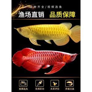 白化銀龍魚和黃化銀龍魚