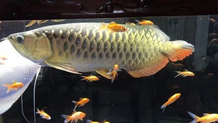 金龍魚23公分好養一對嗎【金龍魚23公分好養殖技術金龍魚23公分的養殖技術】
