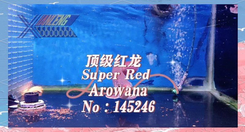 紅龍魚鱗片干燥需要隔離嗎？