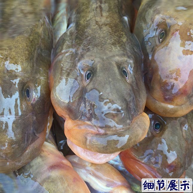 龍魚產地食用：龍魚的產地在哪