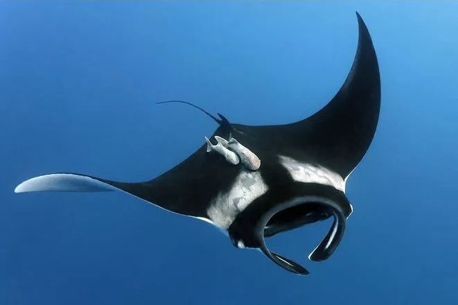 魔鬼魚蝠鲼怎么讀