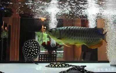 飛鳳和龍魚能混養(yǎng)嗎（飛鳳魚和龍魚可以混養(yǎng)嗎）