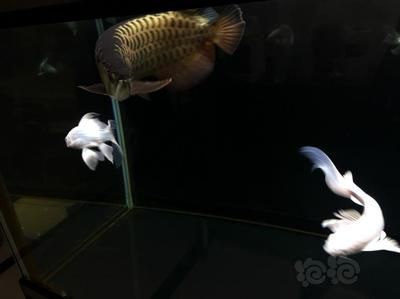 龍魚需要睡覺(jué)嗎？：龍魚確實(shí)需要睡覺(jué)，但它們的睡眠時(shí)間和頻率不像哺乳動(dòng)物那樣固定