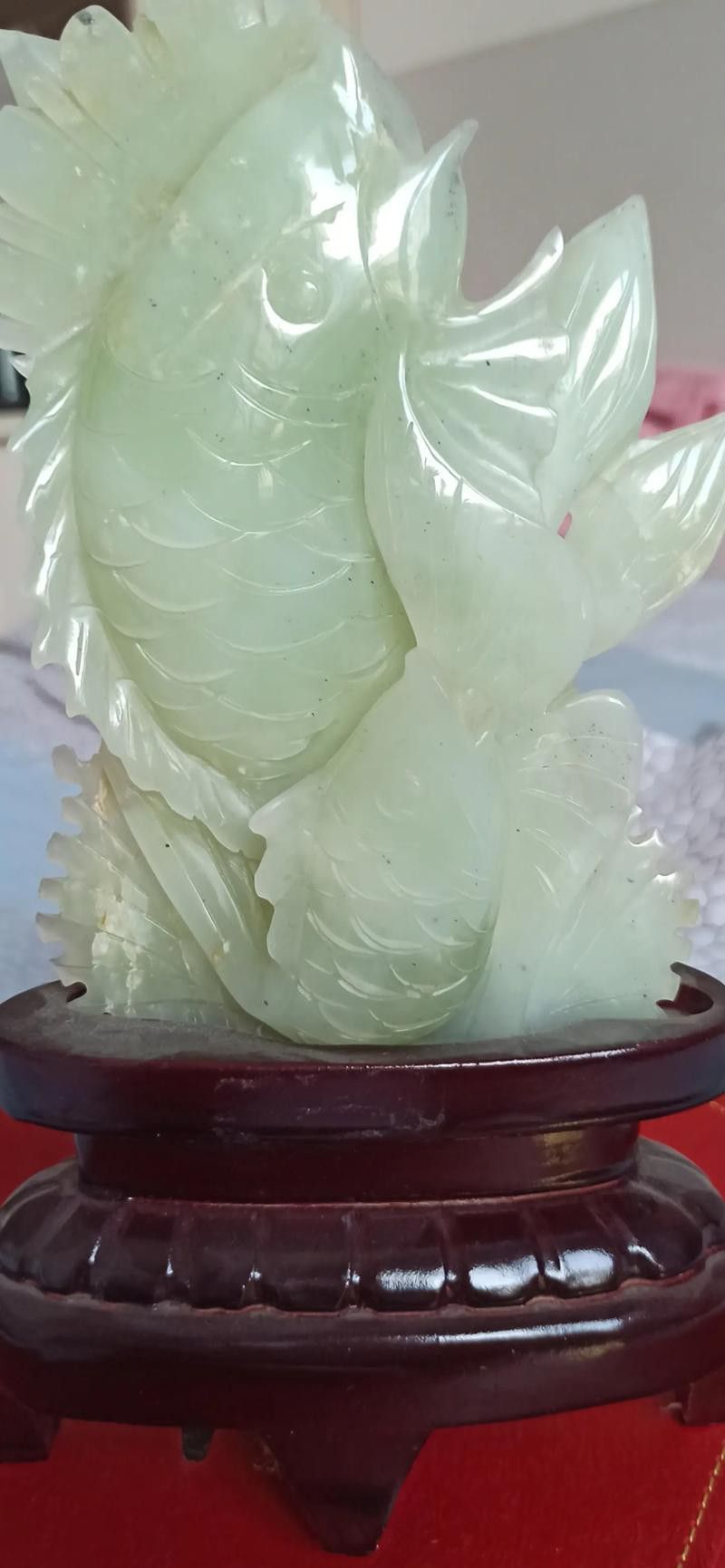 小玉龍魚圖片大全
