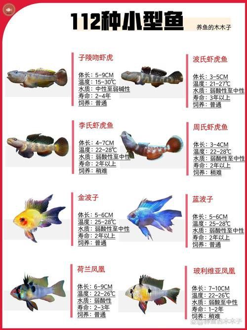 小玉龍魚圖片大全