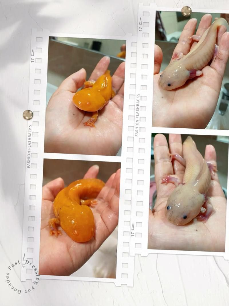 小玉龍魚圖片大全