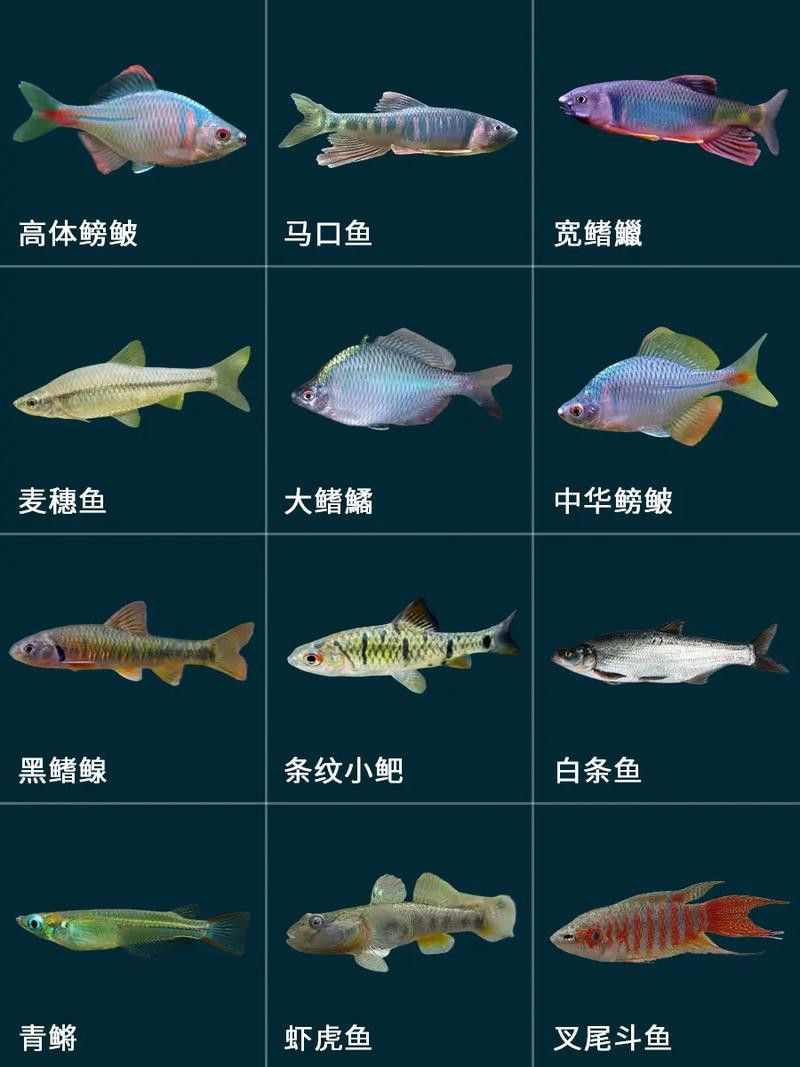 小玉龍魚圖片大全