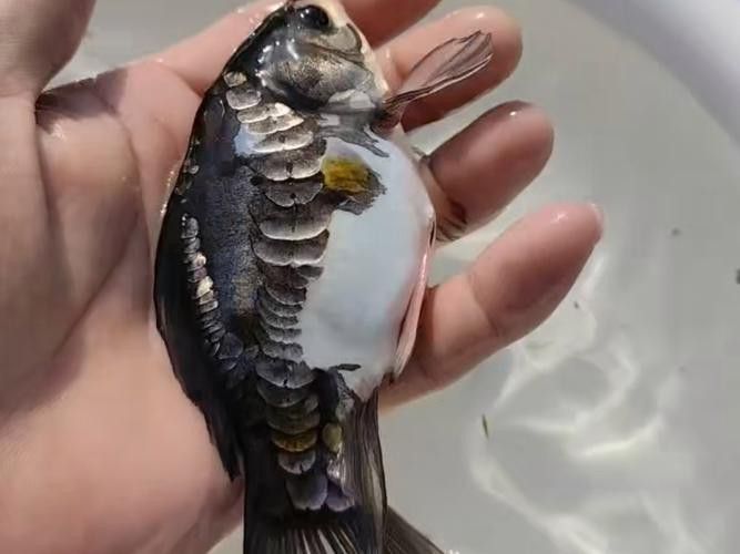 小玉龍魚圖片大全