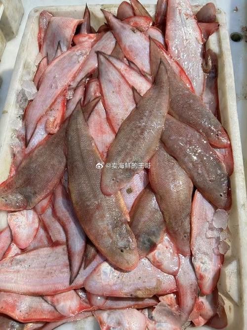 小玉龍魚圖片大全