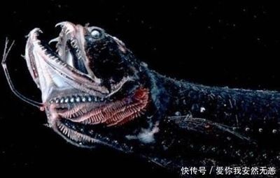 被龍魚咬一口怎么辦（被龍魚咬傷了怎么辦）