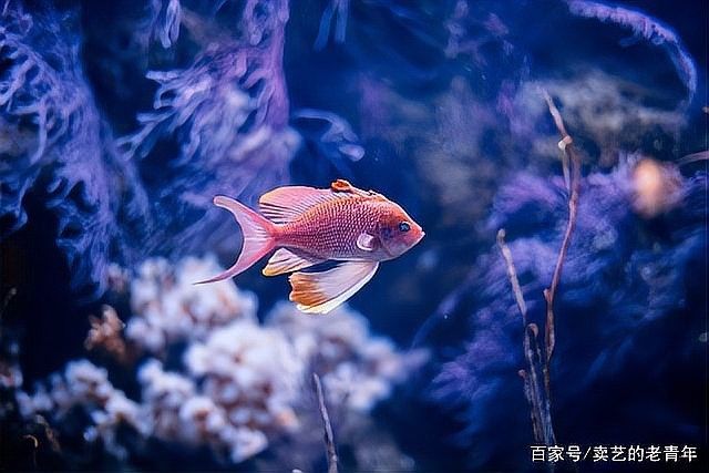 龍魚不吃食物的原因