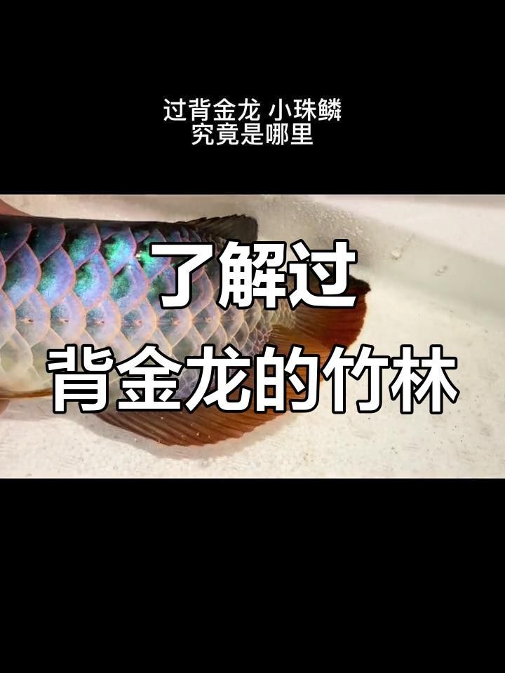 如何區分過背龍魚的品種？ 如何區分過背龍魚的品種？ 龍魚百科 第7張