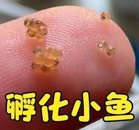 藍寶石魚吃小魚嗎
