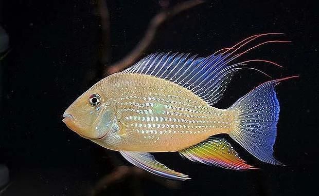 藍寶石魚吃小魚嗎