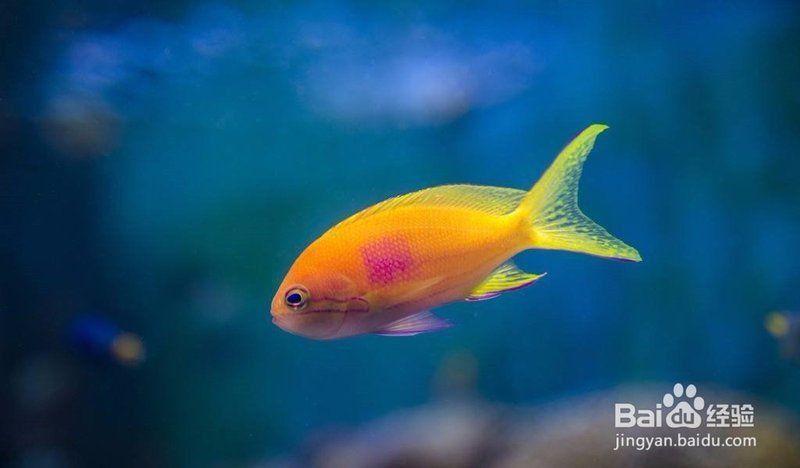 藍寶石魚吃小魚嗎