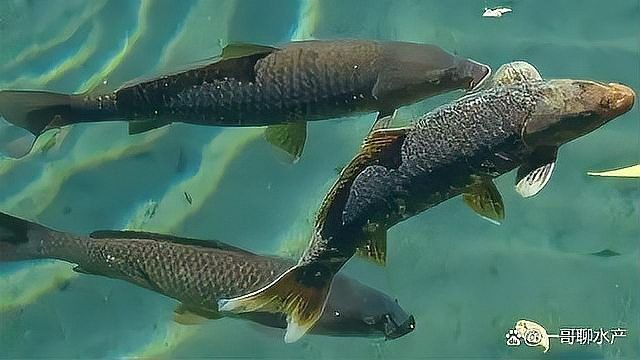 龍魚鰓蓋爛洞需要哪些藥物