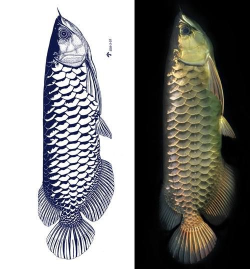 金龍魚手工畫圖片大全