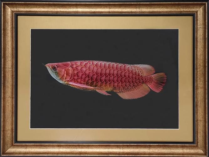 金龍魚手工畫圖片大全