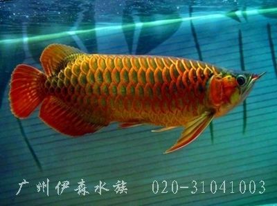 魚缸修復(fù)電話多少錢