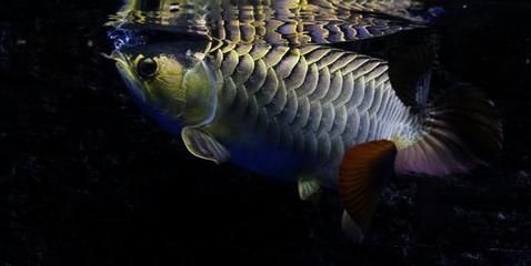 金龍魚吃飼料可以嗎：金龍魚可以吃飼料嗎