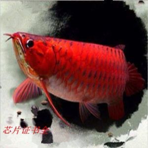 紅龍魚幼魚時鱗珠會全亮起來嗎（紅龍魚幼魚時期的珠鱗不會全亮珠鱗的亮度和表現(xiàn)是什么）