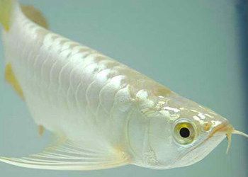 極品白金龍魚是什么魚種的（極品白金龍魚是什么樣子的）