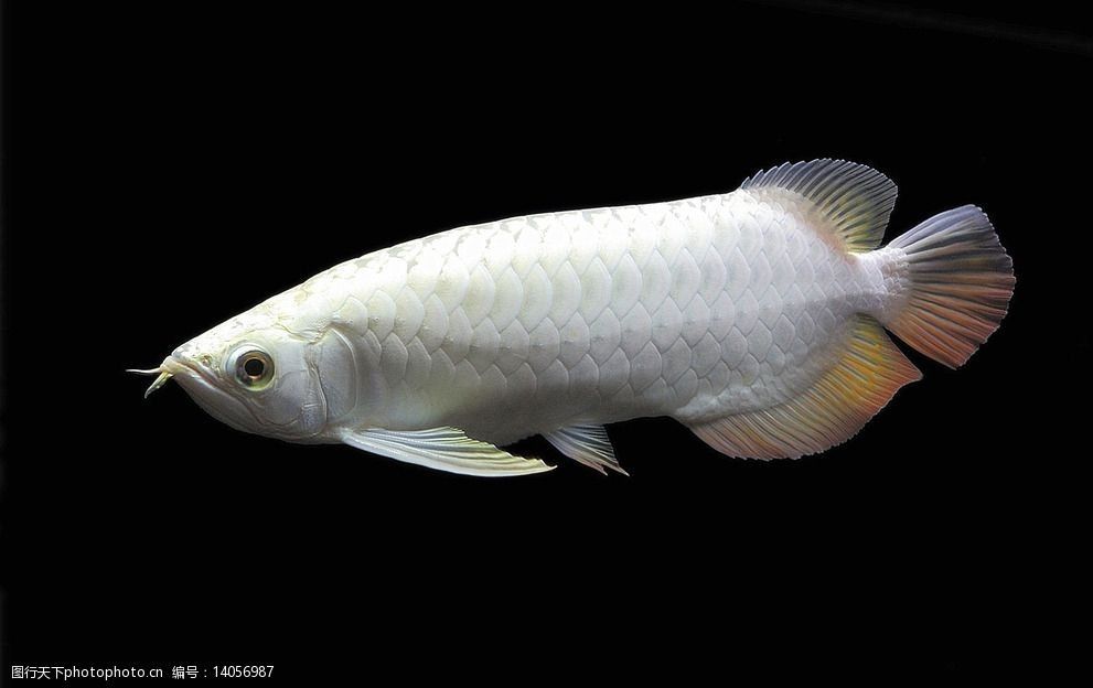 極品白金龍魚是什么魚種的（極品白金龍魚是什么樣子的）