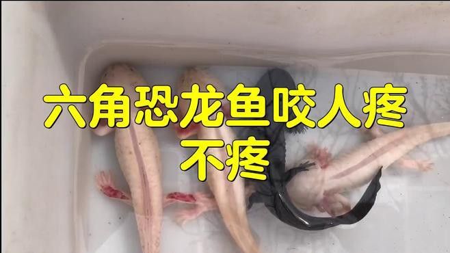 六角恐龍魚咬人么