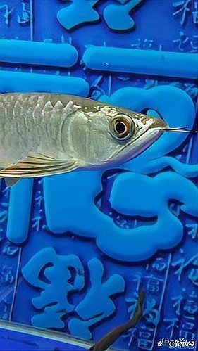 如何判斷紅龍魚突眼的嚴(yán)重程度？