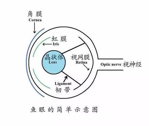 如何判斷紅龍魚突眼的嚴(yán)重程度？
