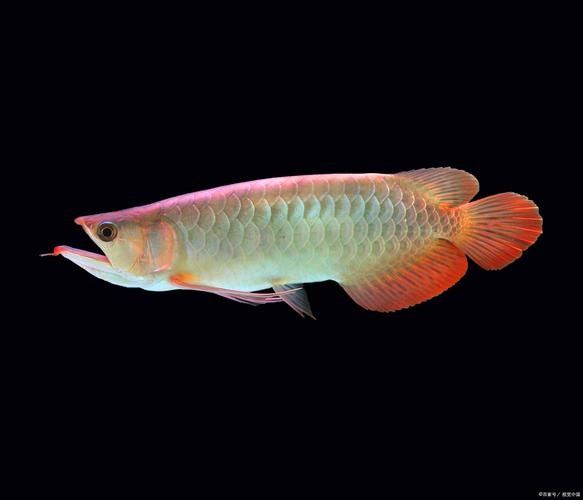 龍魚魚缸背景圖片大全超清