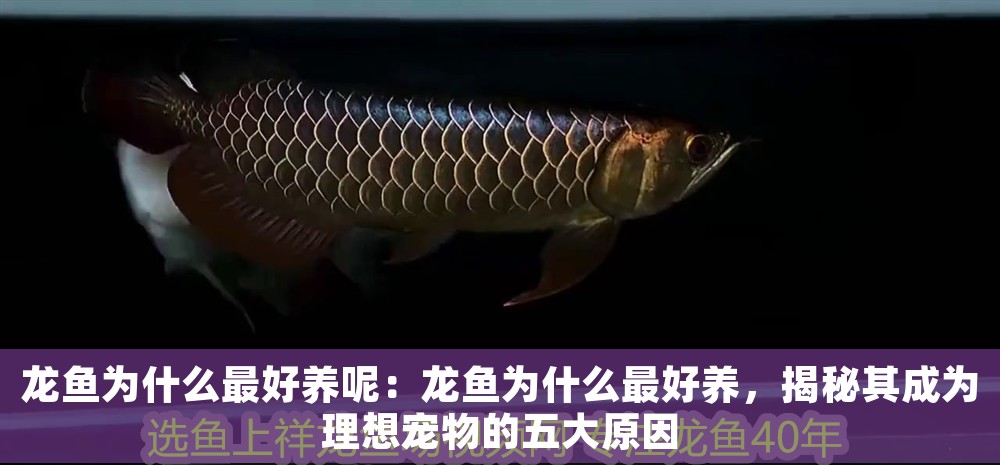 龍魚為什么最好養呢：龍魚為什么最好養，揭秘其成為理想寵物的五大原因