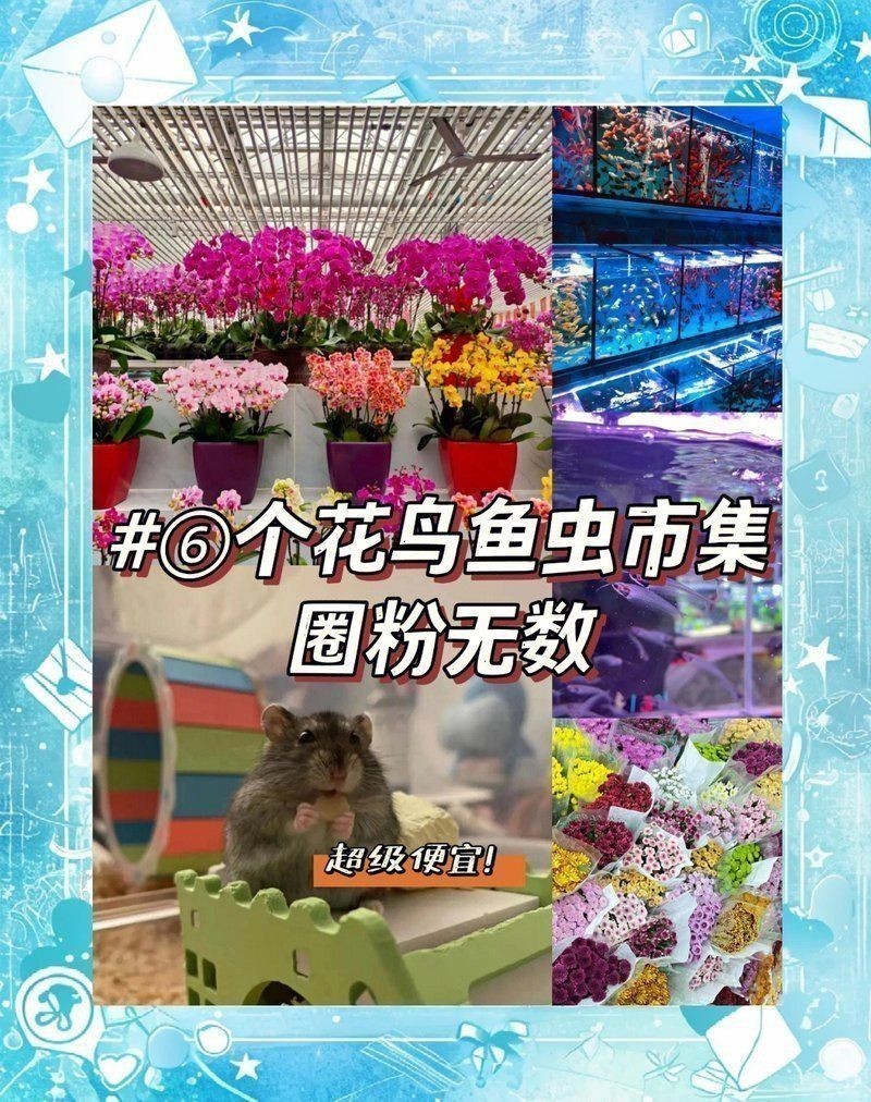 羅漢魚哪里買比較好