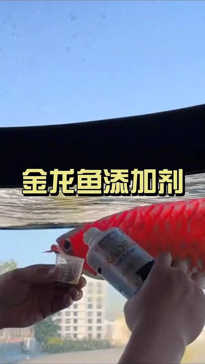 龍魚觀賞魚圖片