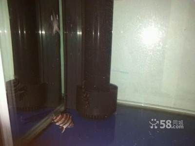 馬來西亞海魚品種