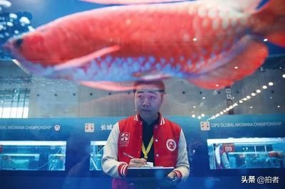 馬來西亞海魚品種