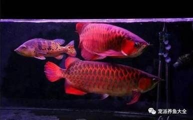 龍魚(yú)和小魚(yú)混養(yǎng)好嗎：龍魚(yú)和小魚(yú)混養(yǎng)在選擇適當(dāng)?shù)幕祓B(yǎng)魚(yú)類(lèi)、注重水質(zhì)管理和空間設(shè)計(jì)