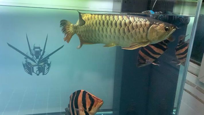 龍魚翻鰓能自愈嗎怎么治：龍魚打架會導致死亡)龍魚打架會導致死亡嗎