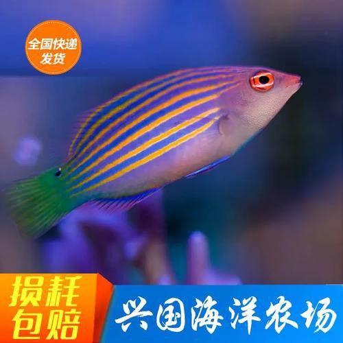 海水龍魚圖片大全大圖欣賞