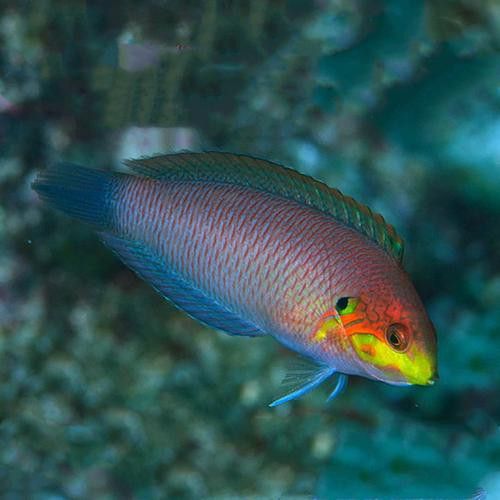 海水龍魚圖片大全大圖欣賞
