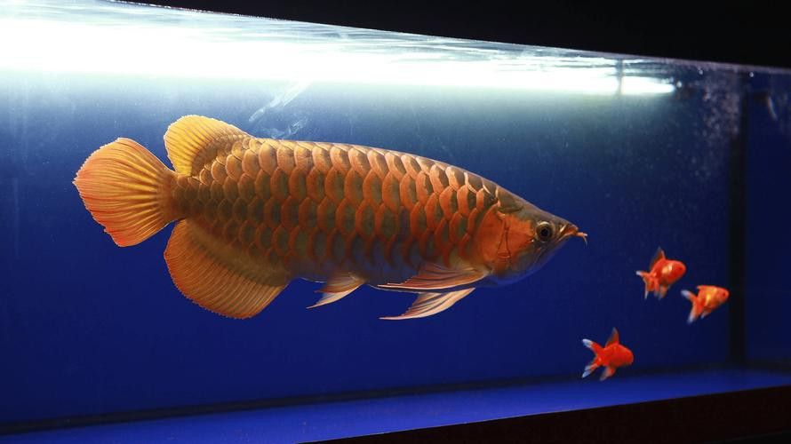 海水龍魚圖片大全大圖欣賞