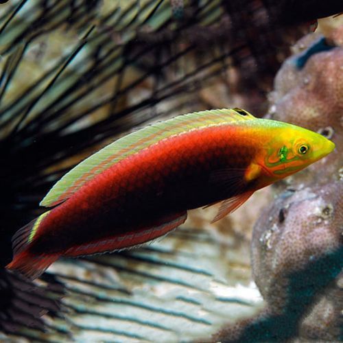 海水龍魚圖片大全大圖欣賞