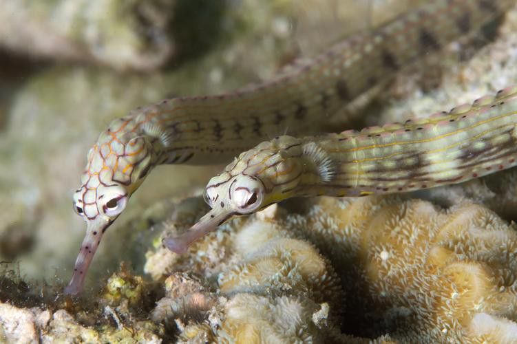 海水龍魚圖片大全大圖欣賞