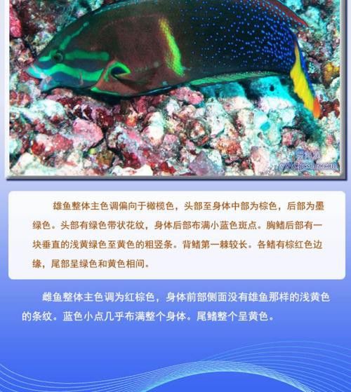 海水龍魚圖片大全大圖欣賞