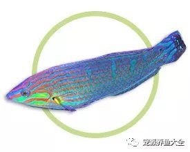 海水龍魚圖片大全大圖欣賞