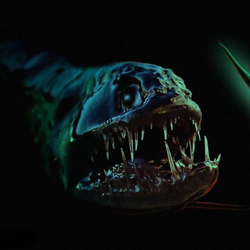 海水龍魚圖片大全大圖欣賞