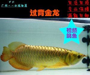 金龍魚苗喂什么最好：金龍魚苗喂什么最好，金龍魚苗喂食的注意事項和建議