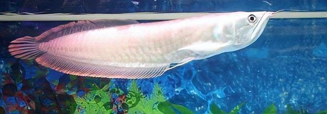 養銀龍魚水溫30度行不行