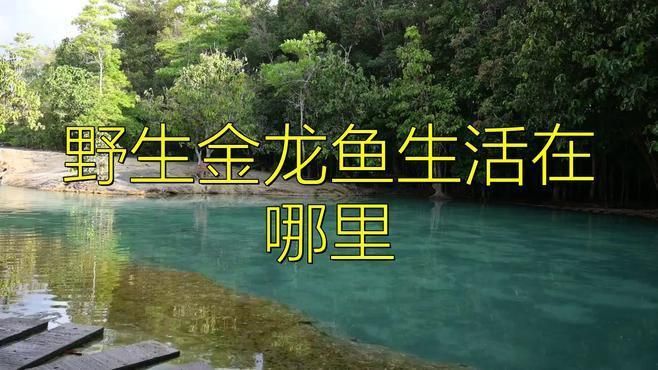 野生金龍魚生活在哪里