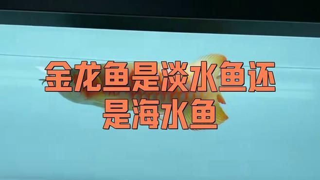 野生金龍魚生活在哪里